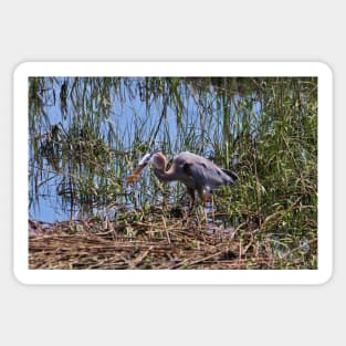 Great Blue Heron Catch Sticker